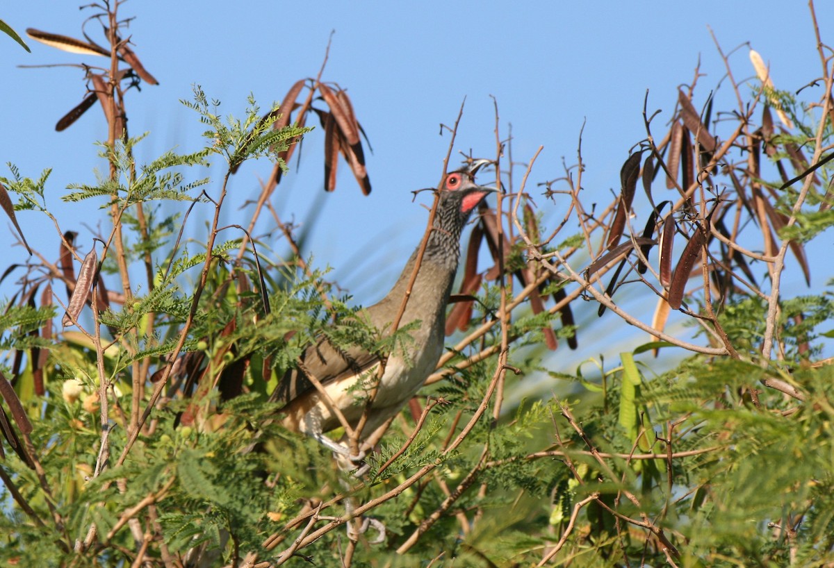West Mexican Chachalaca - ML633343061