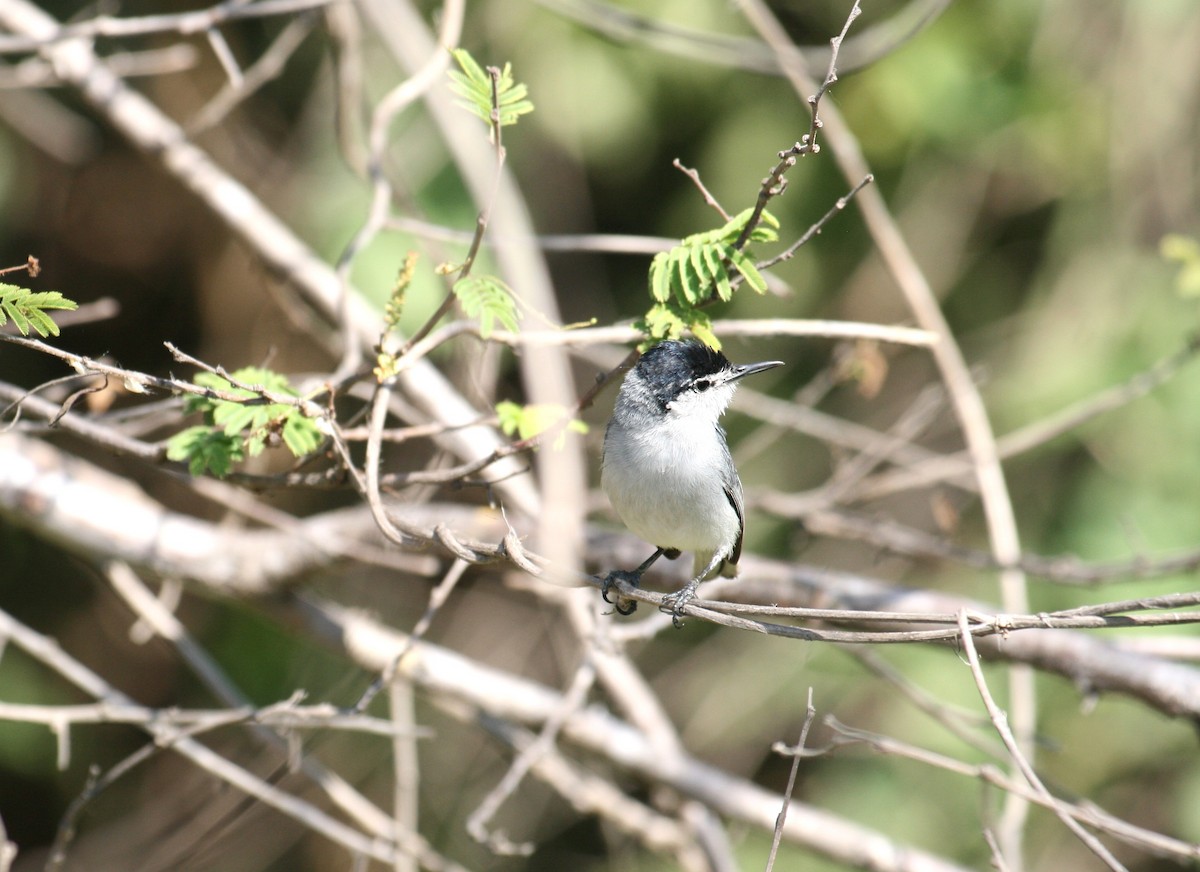 White-lored Gnatcatcher - ML633343079