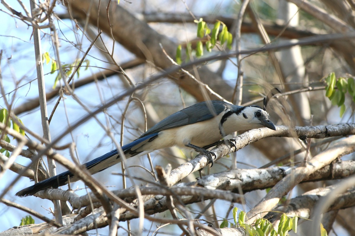 White-throated Magpie-Jay - ML633343085