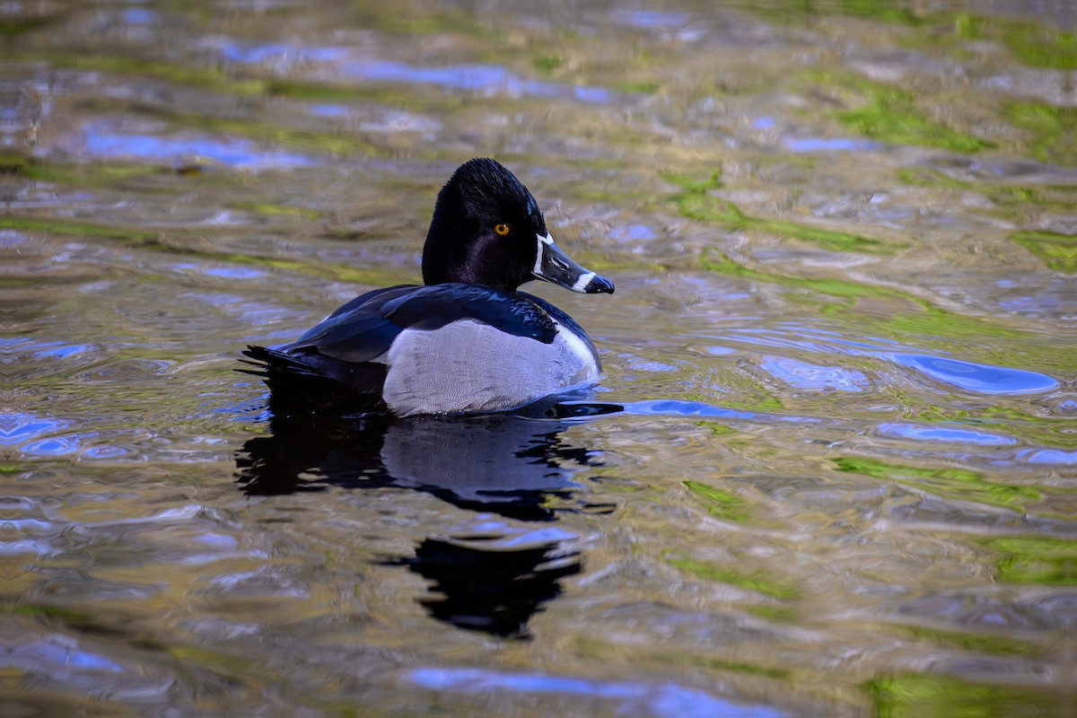 Ring-necked Duck - ML633343214