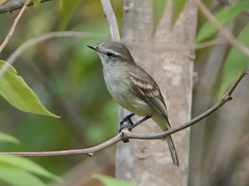 Mouse-colored Tyrannulet (Northern) - ML633343243