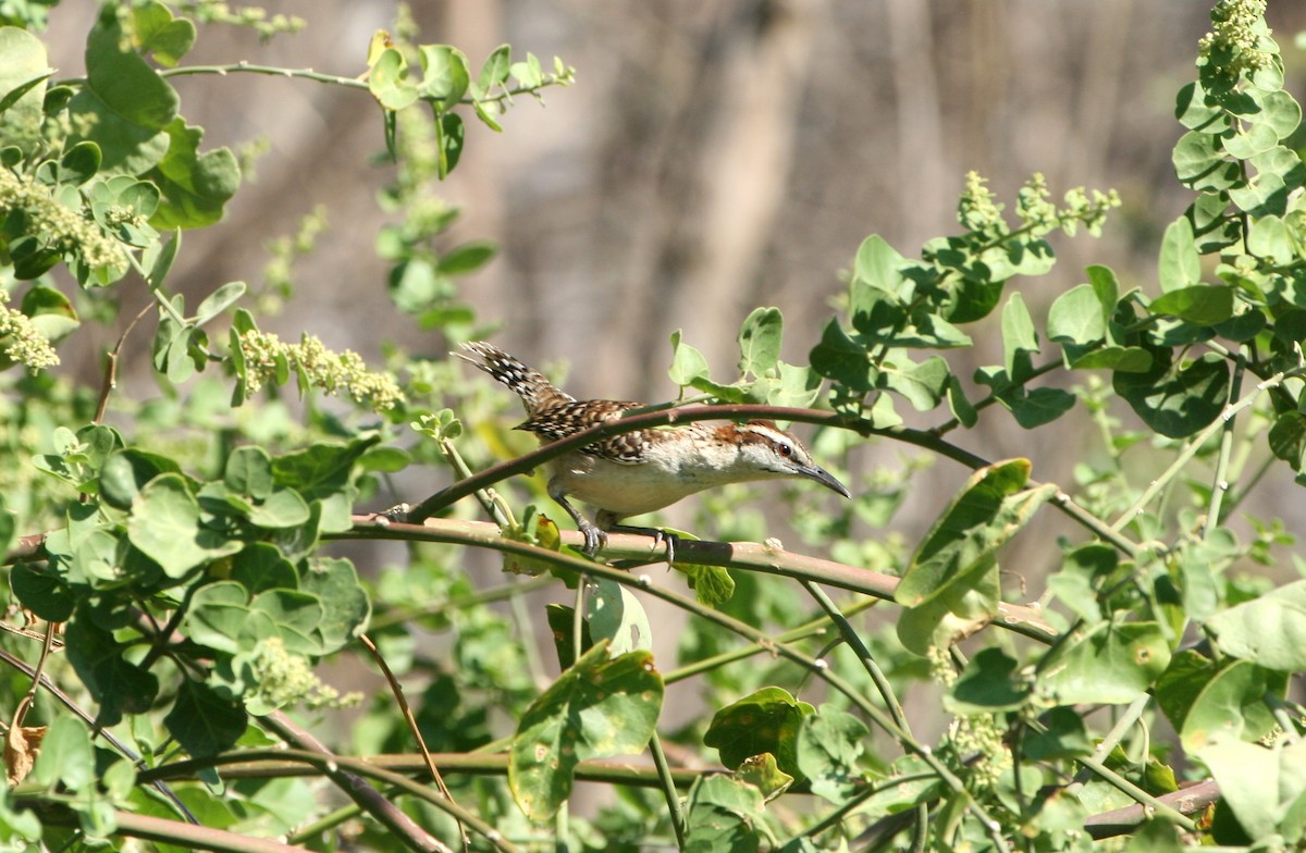 Russet-naped Wren - ML633343313