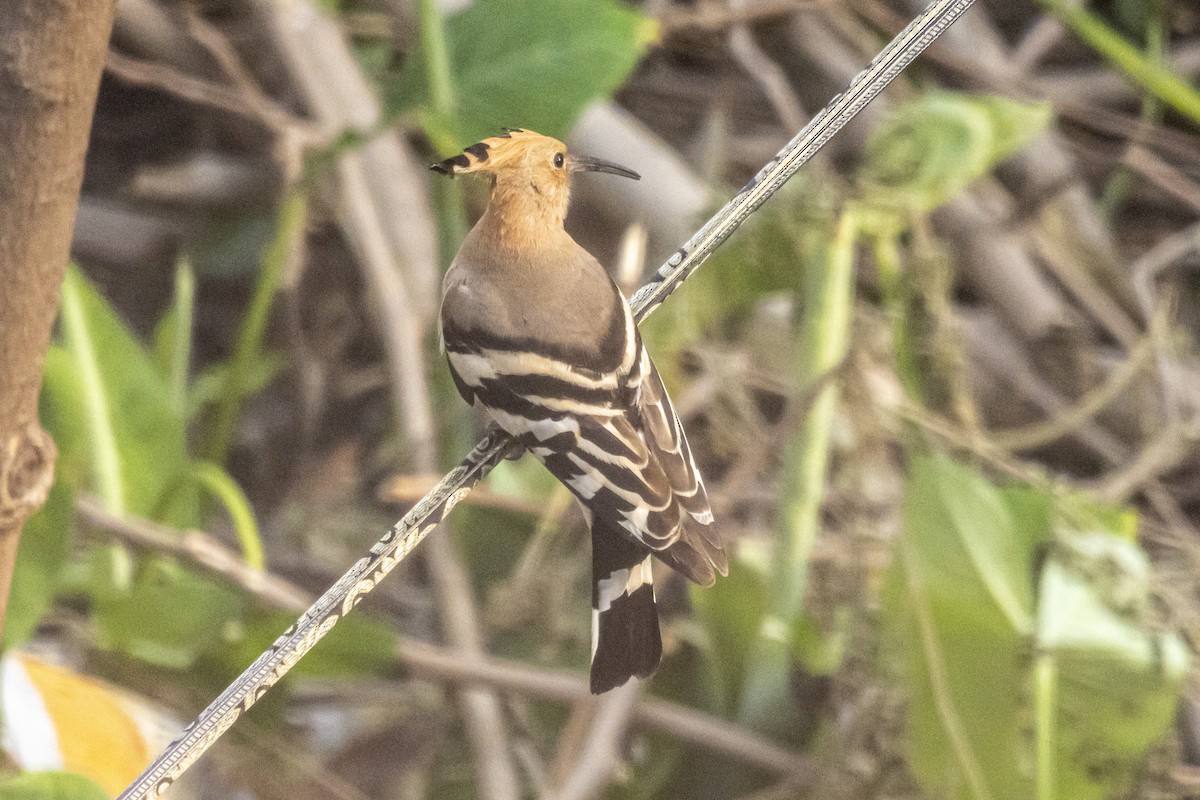 Eurasian Hoopoe - ML633343365