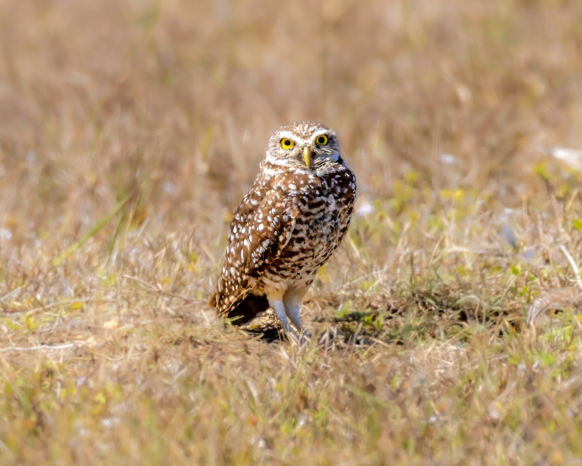 sýček králičí - ML633343463