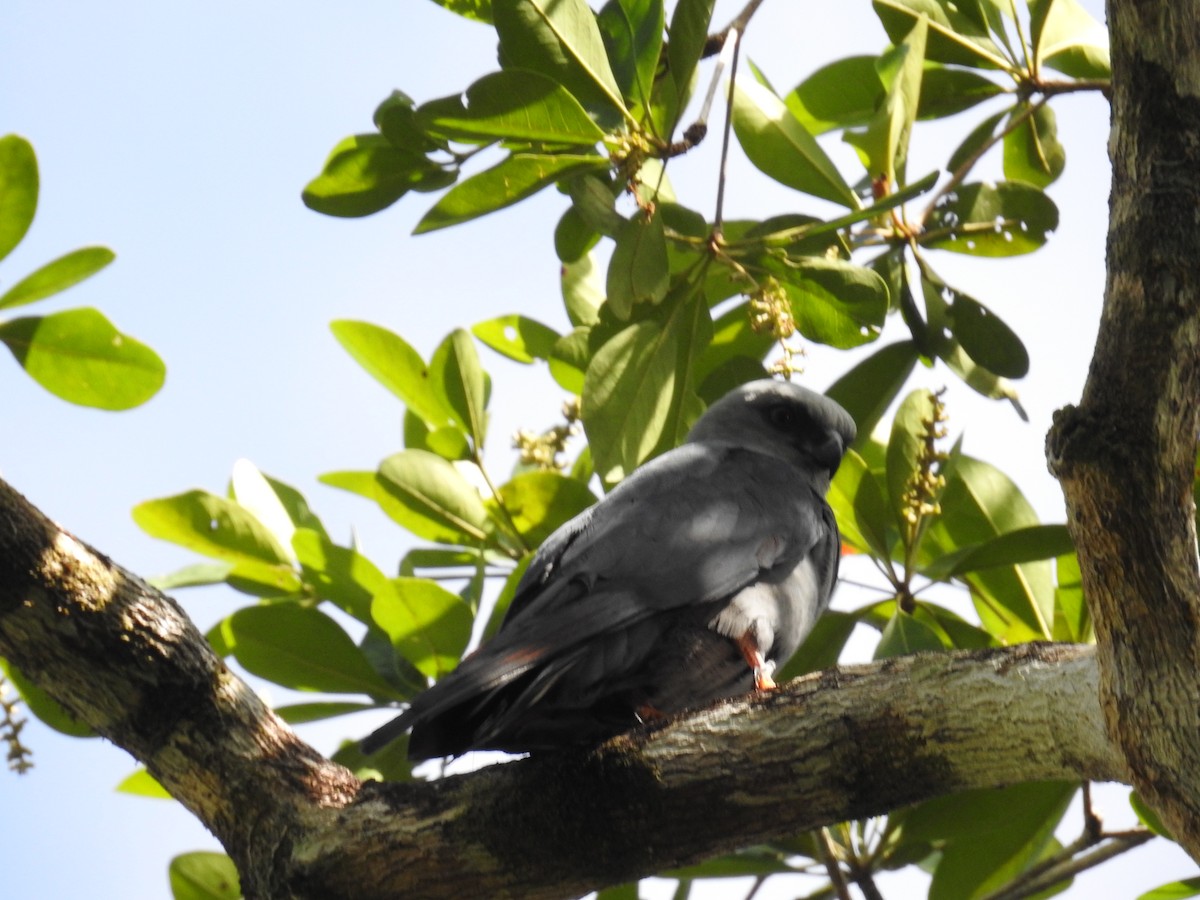 Plumbeous Kite - ML633343471