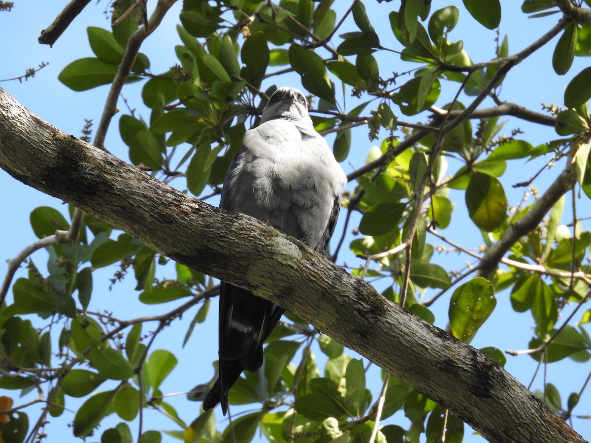 Plumbeous Kite - ML633343472
