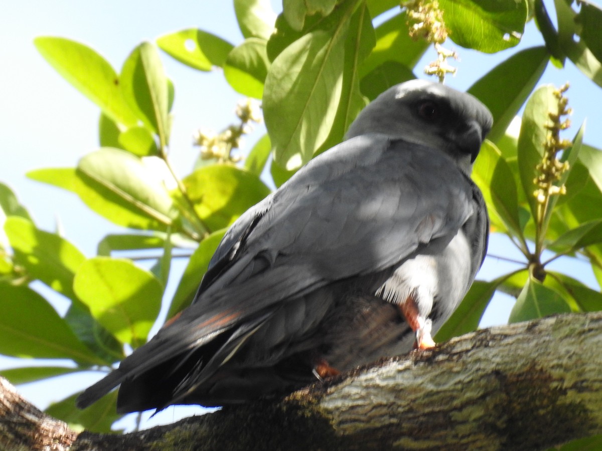 Plumbeous Kite - ML633343473