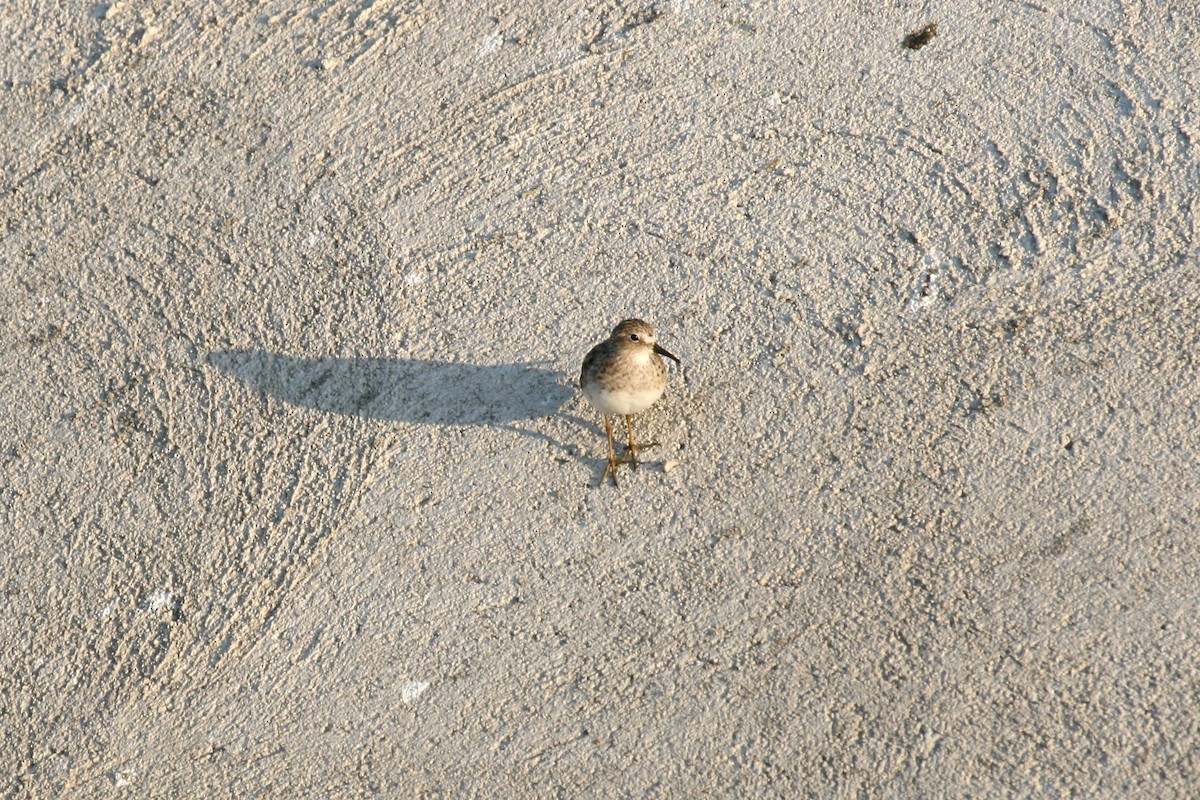 Least Sandpiper - ML633343488