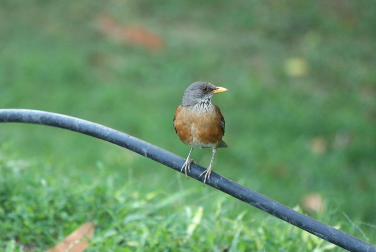 Rufous-backed Robin - ML633343495