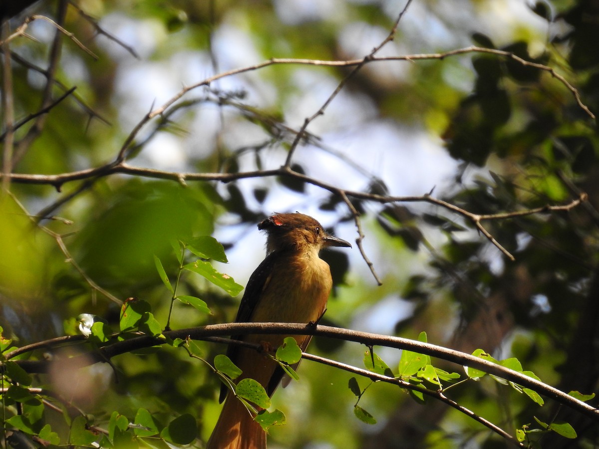 Tropical Royal Flycatcher (Northern) - ML633343497