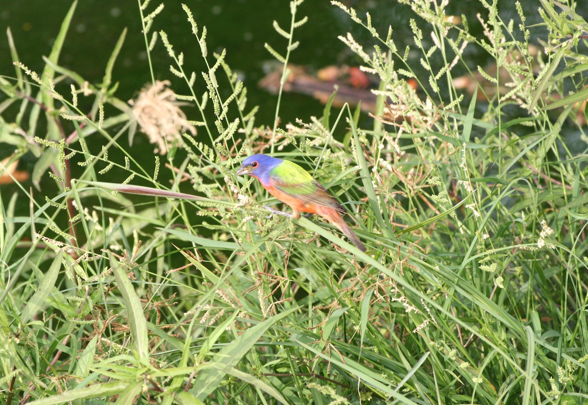 Painted Bunting - ML633343509