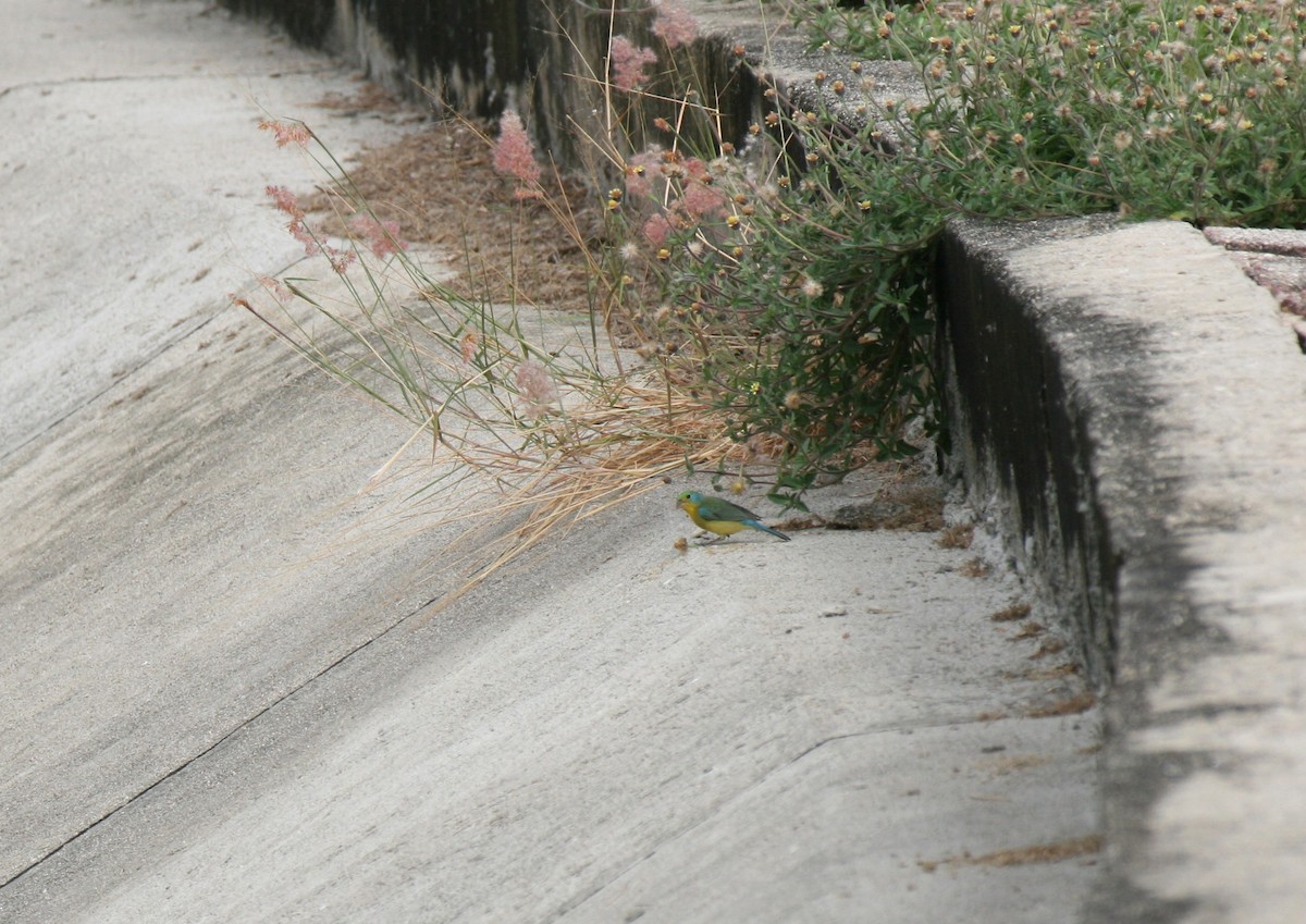 Orange-breasted Bunting - ML633343512