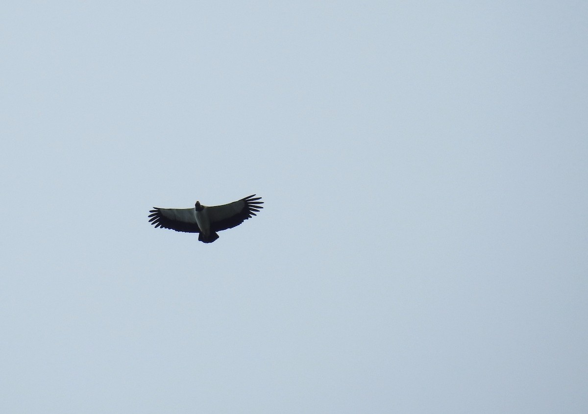 King Vulture - ML633343529