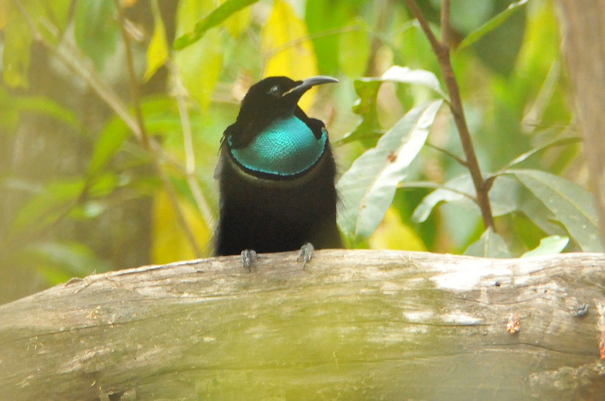 Magnificent Riflebird - ML633343531