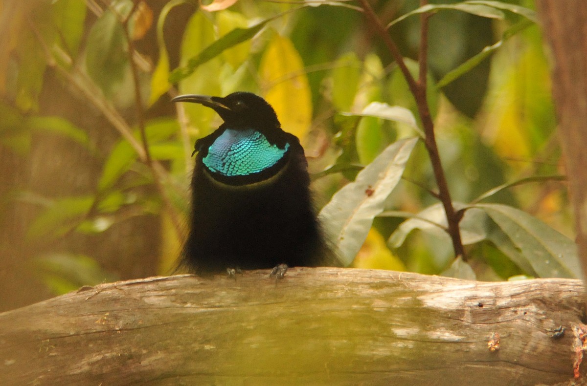Magnificent Riflebird - ML633343532