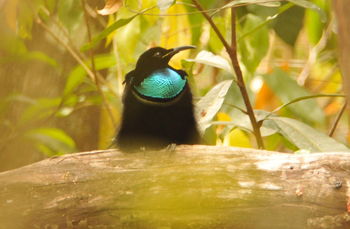 Magnificent Riflebird - ML633343533