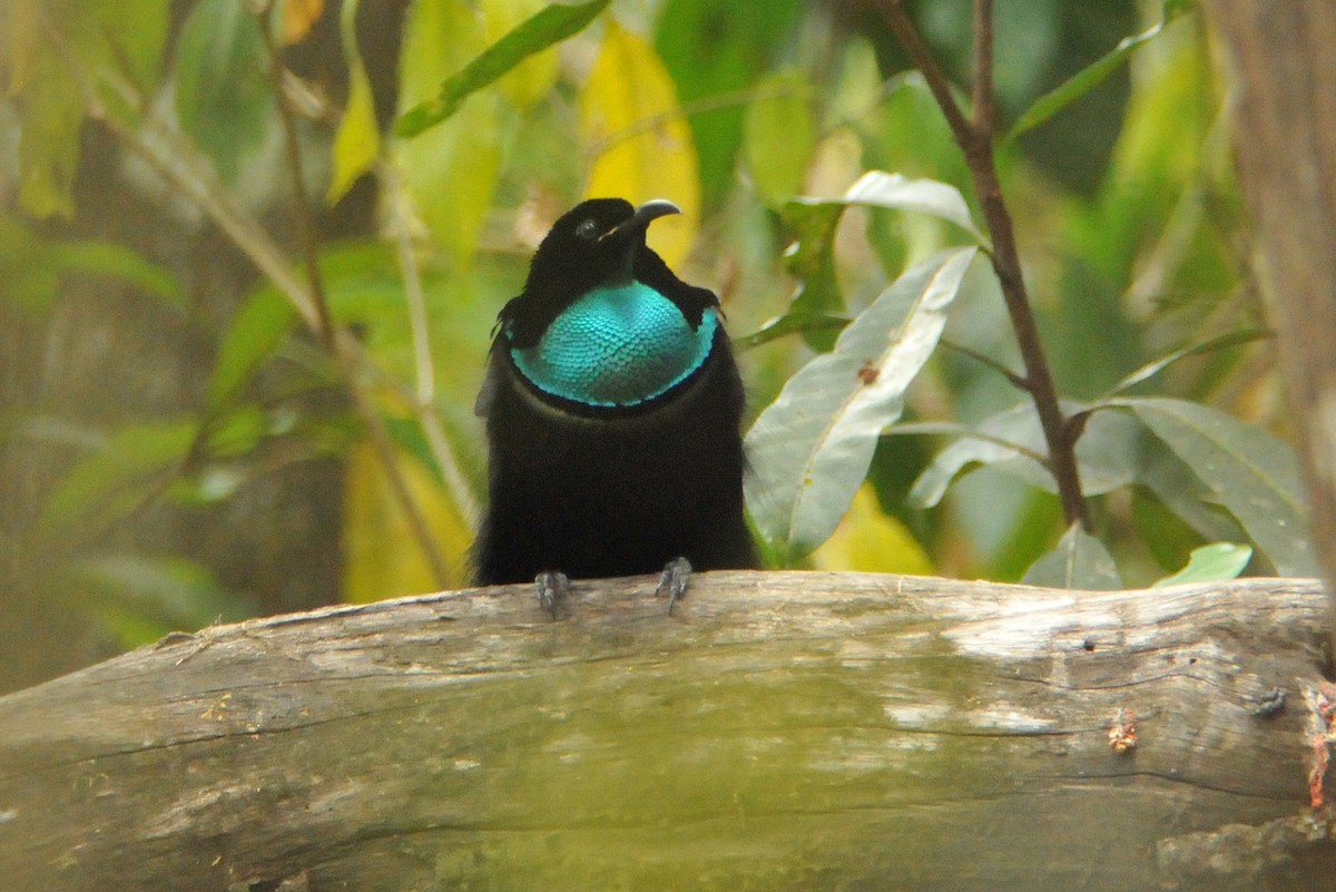 Magnificent Riflebird - ML633343534
