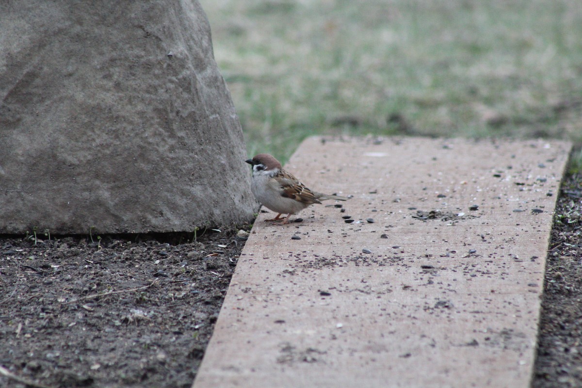 Eurasian Tree Sparrow - ML633343565