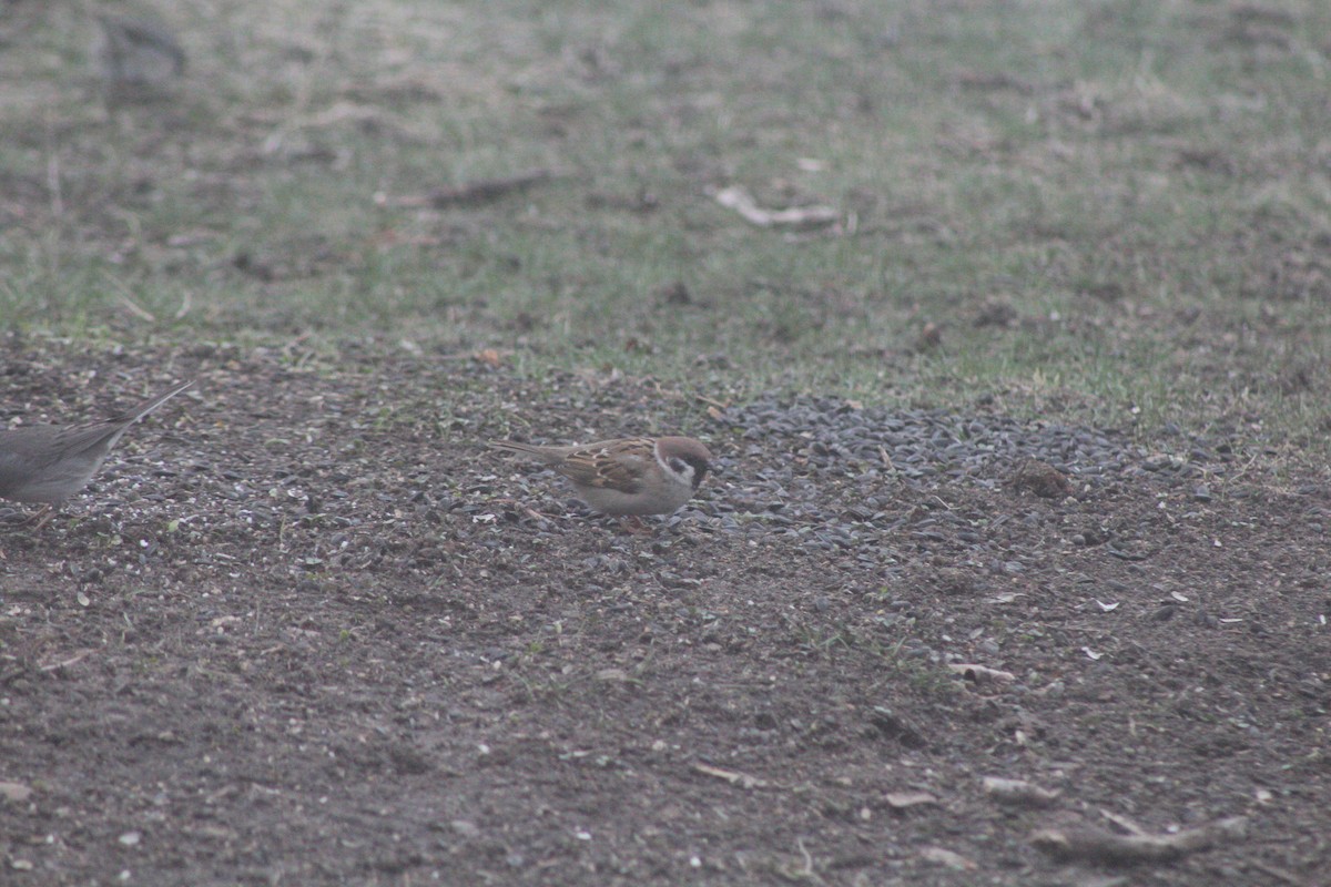 Eurasian Tree Sparrow - ML633343566