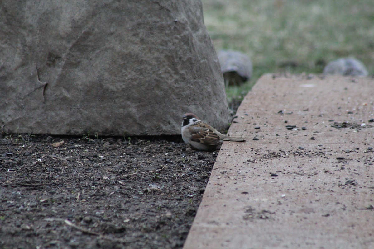 Eurasian Tree Sparrow - ML633343567