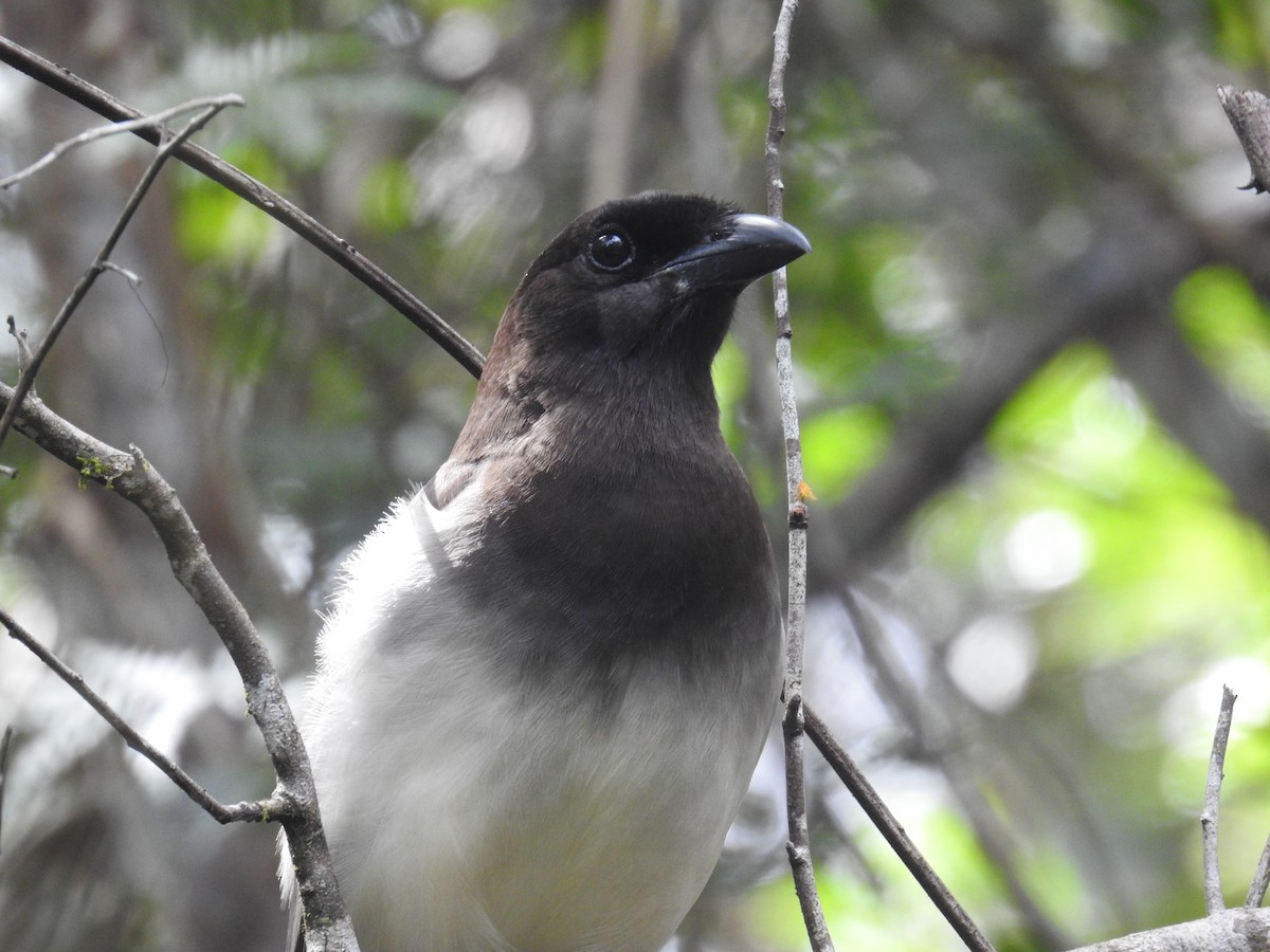Brown Jay - ML633343580