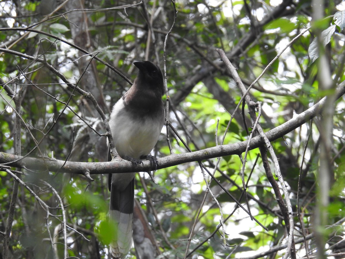 Brown Jay - ML633343581