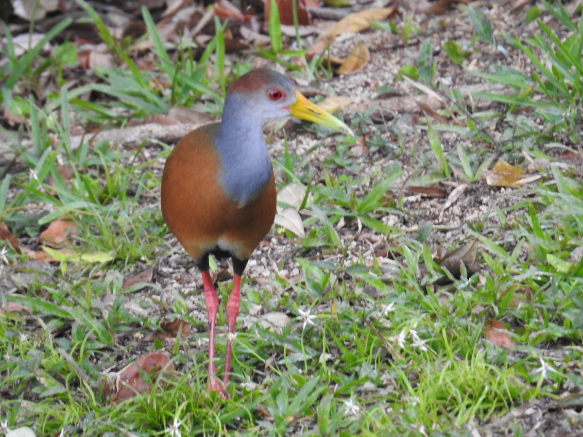 Russet-naped Wood-Rail - ML633343656