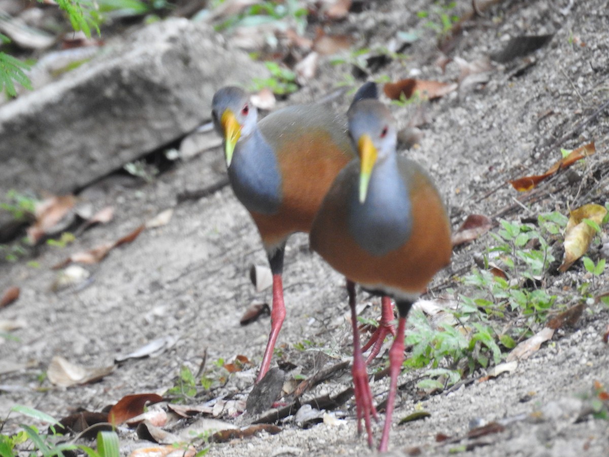 Russet-naped Wood-Rail - ML633343658