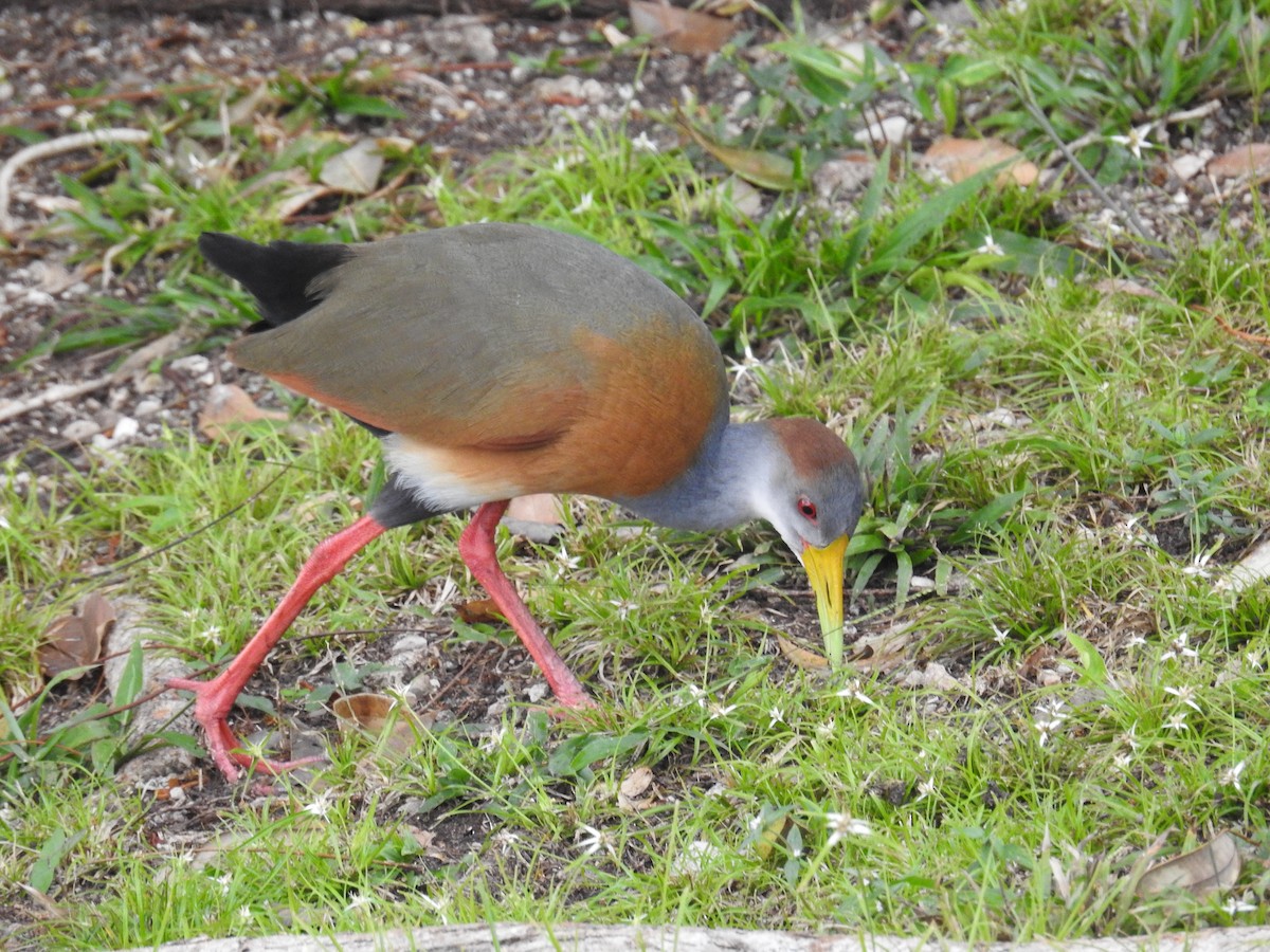 Russet-naped Wood-Rail - ML633343663