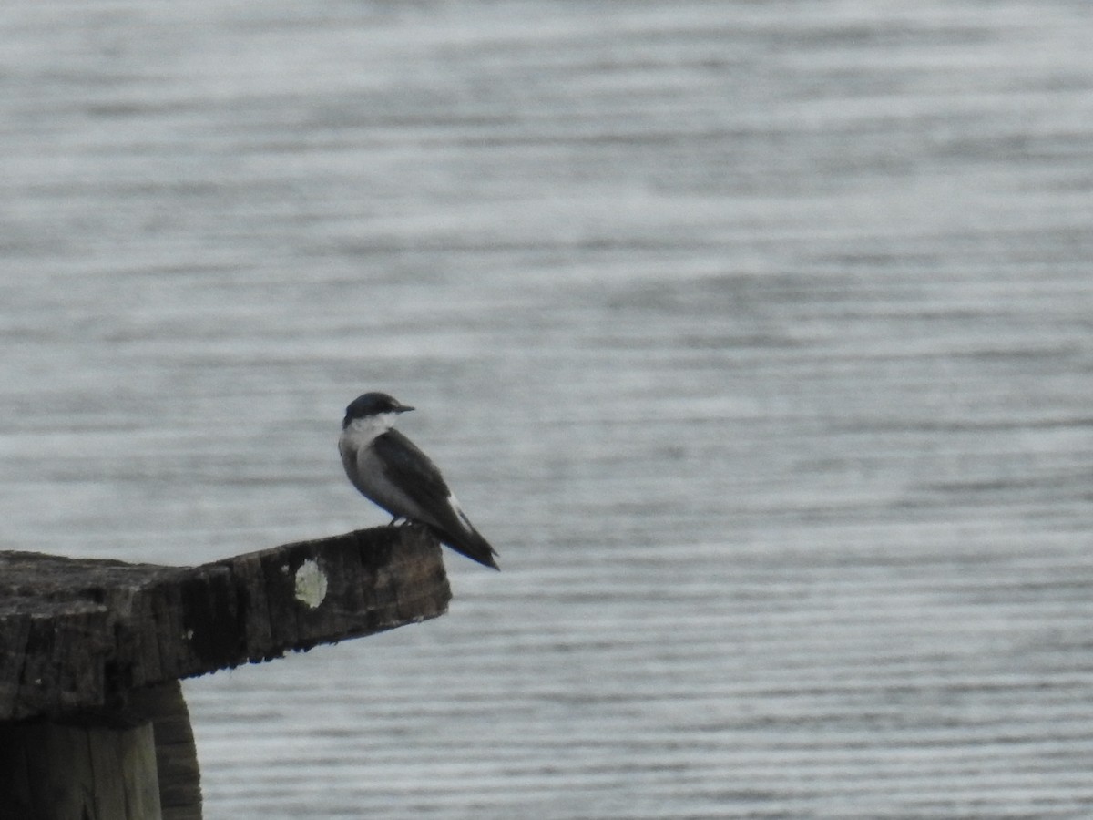 Mangrove Swallow - ML633343689