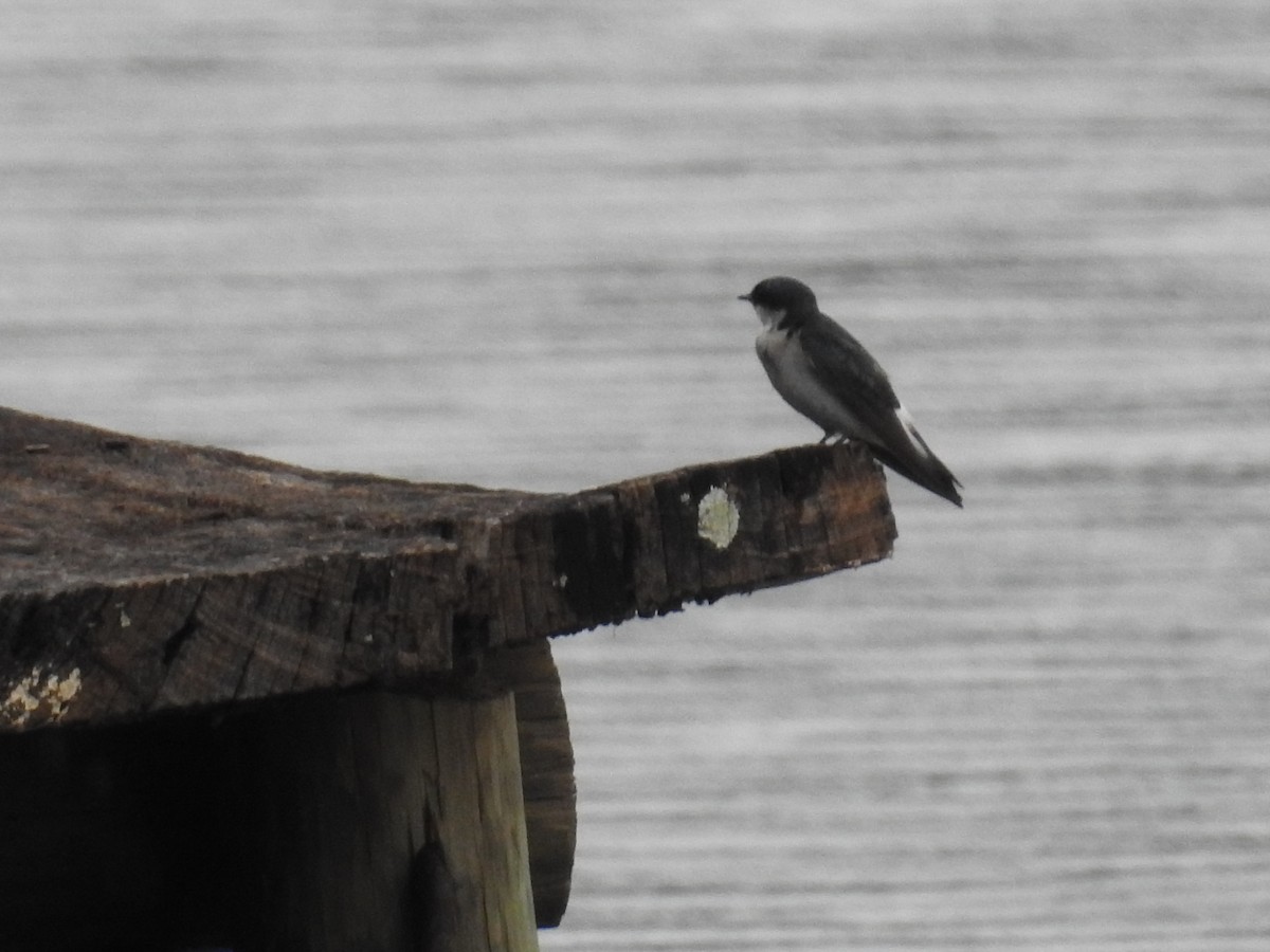 Mangrove Swallow - ML633343690