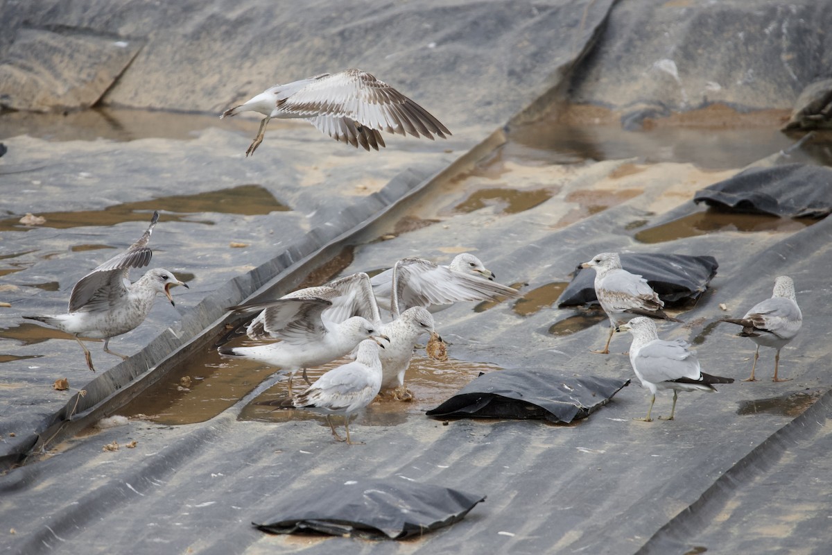 Ring-billed Gull - ML633343848