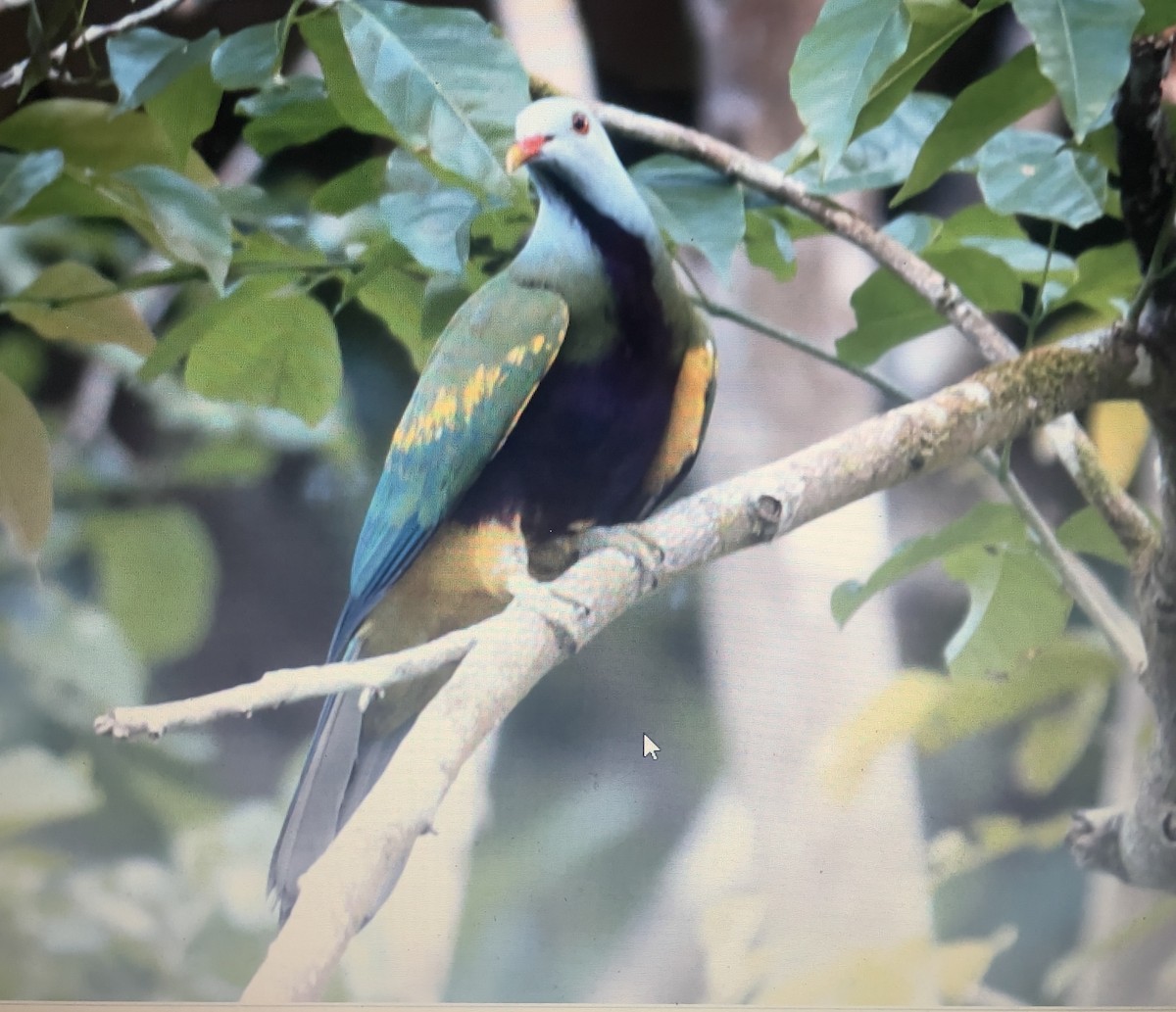 ワープーアオバト - ML633343906