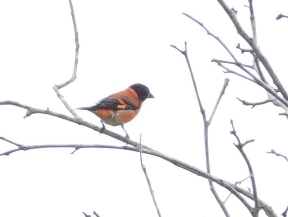 Red Siskin - ML633343986