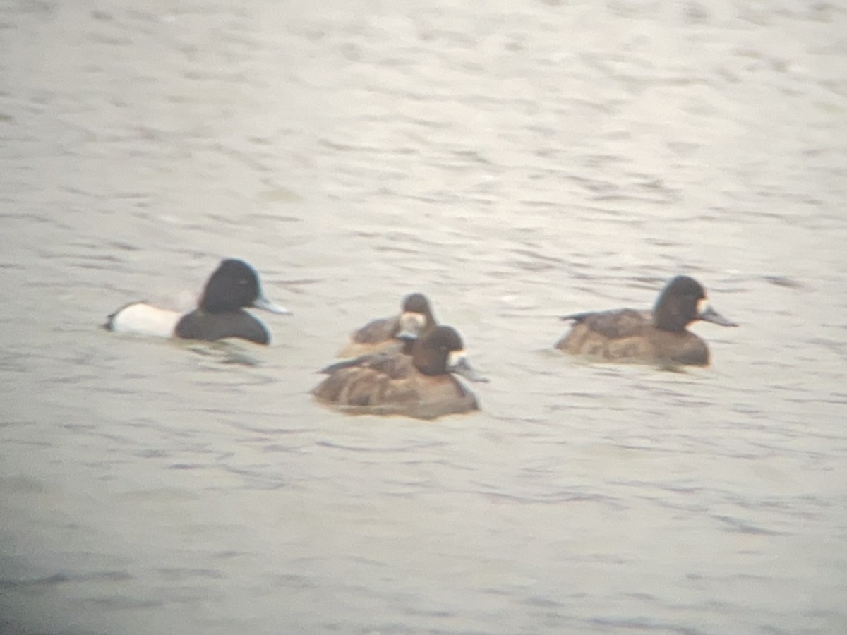 Lesser Scaup - ML633344061