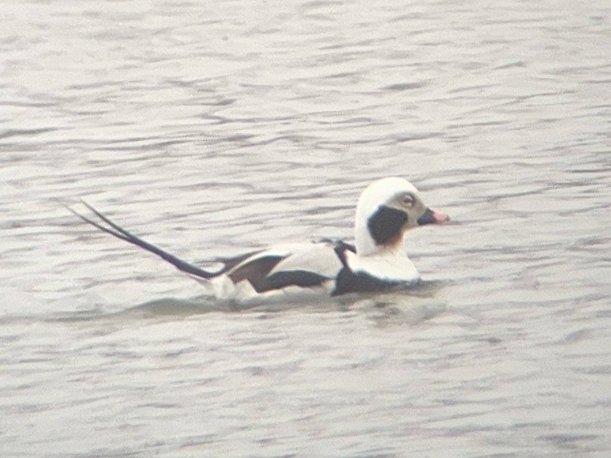 Long-tailed Duck - ML633344074