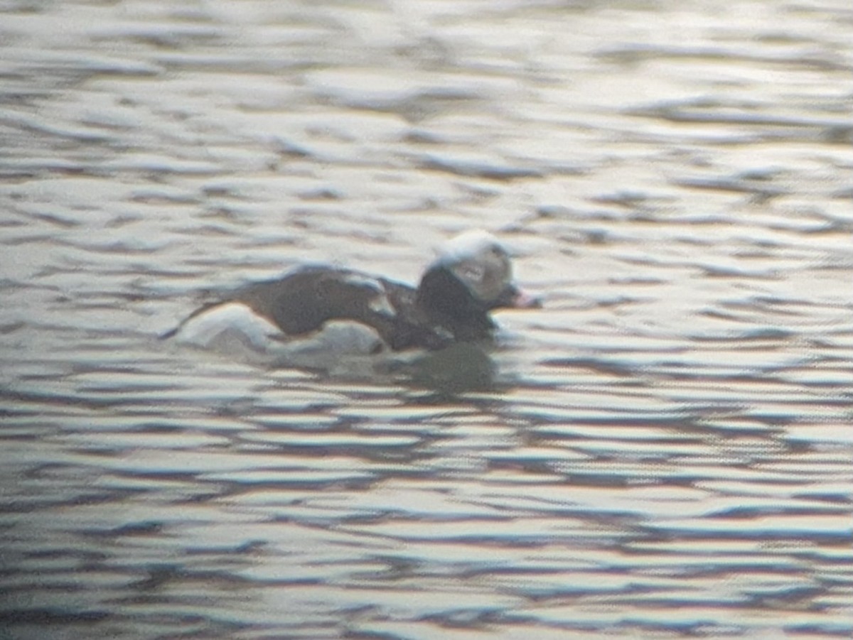 Long-tailed Duck - ML633344075