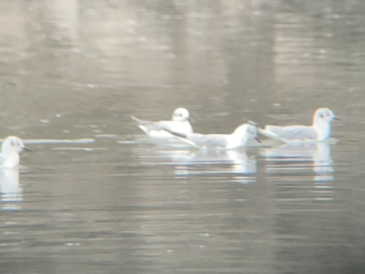 Bonaparte's Gull - ML633344083
