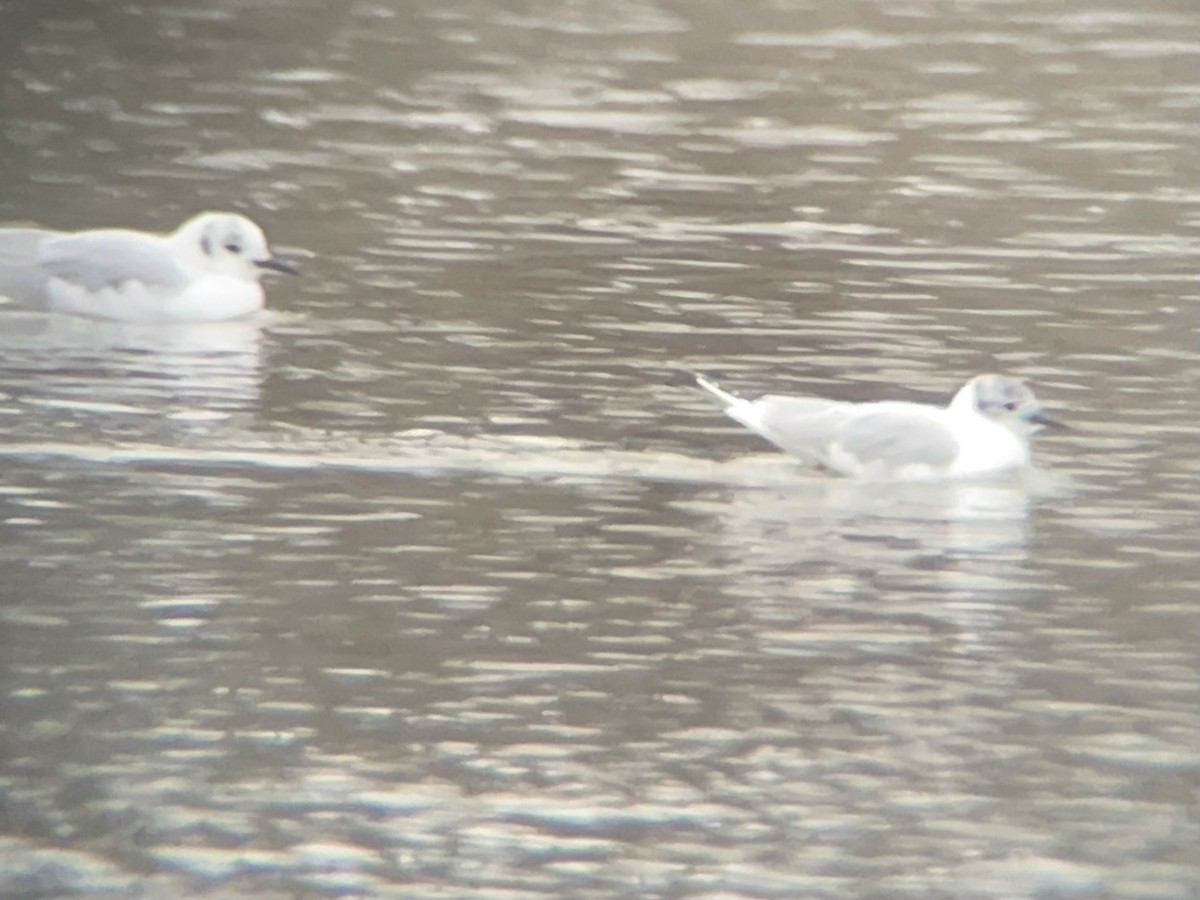 Bonaparte's Gull - ML633344084
