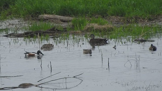 雑種 マガモ ｘ アメリカガモ - ML633344127