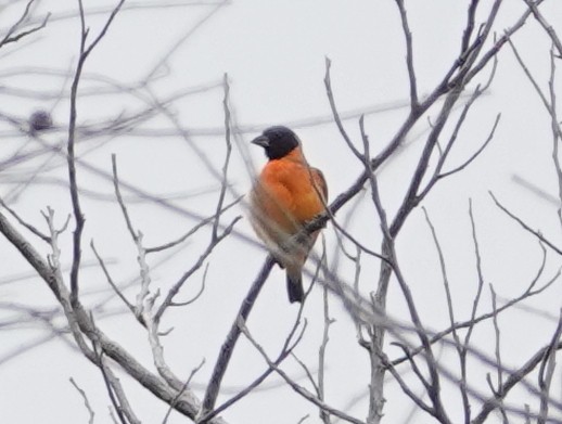 Red Siskin - ML633344253