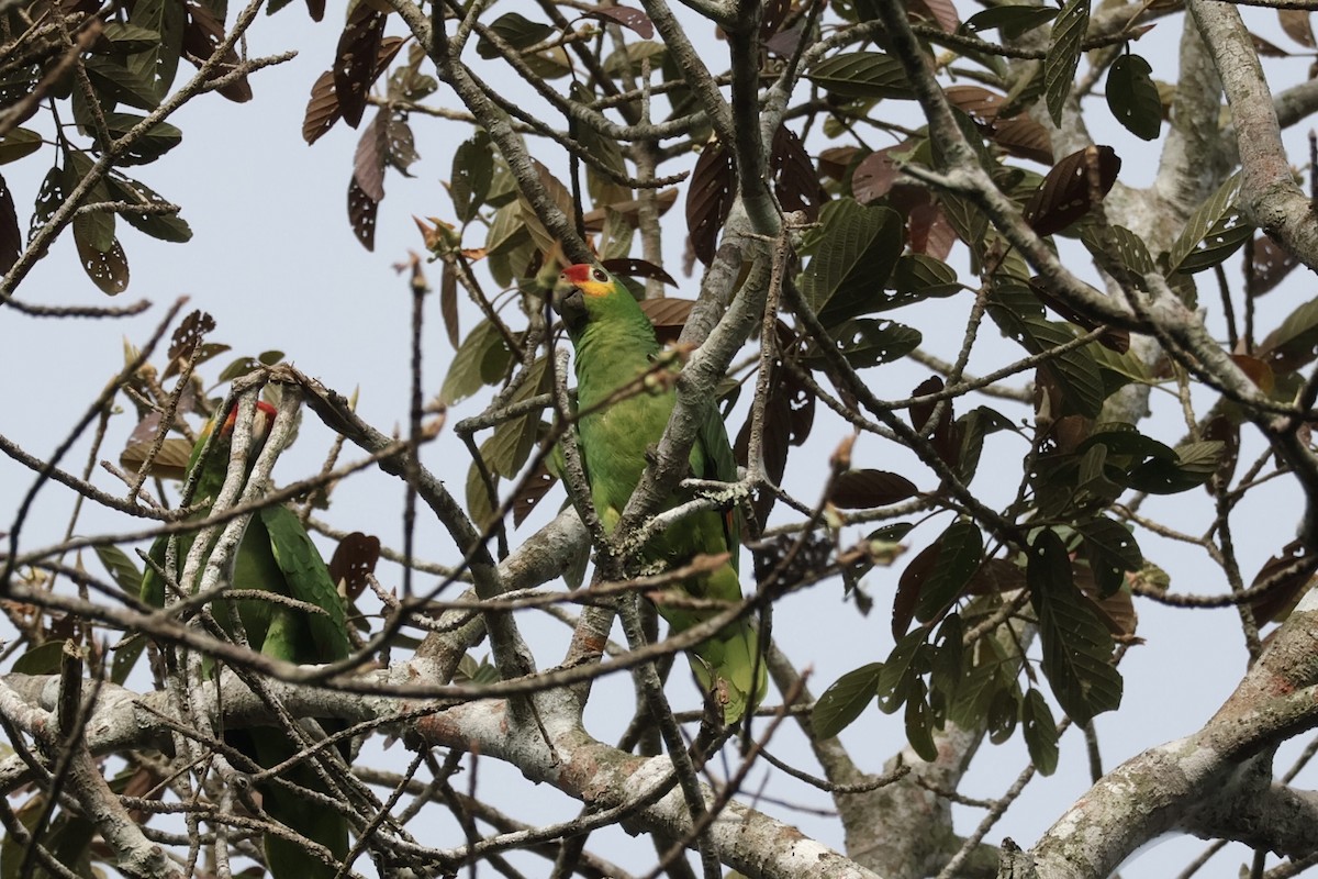 gulkinnamazon - ML633344309