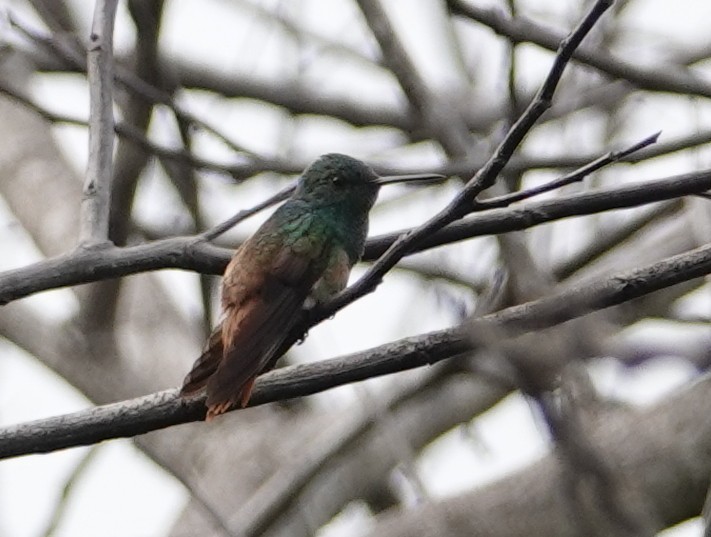 Copper-tailed Hummingbird - ML633344447
