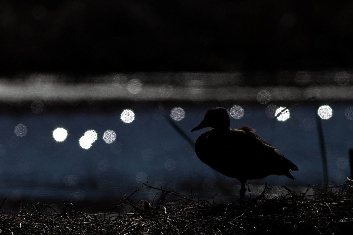 Black-bellied Whistling-Duck - ML633344713