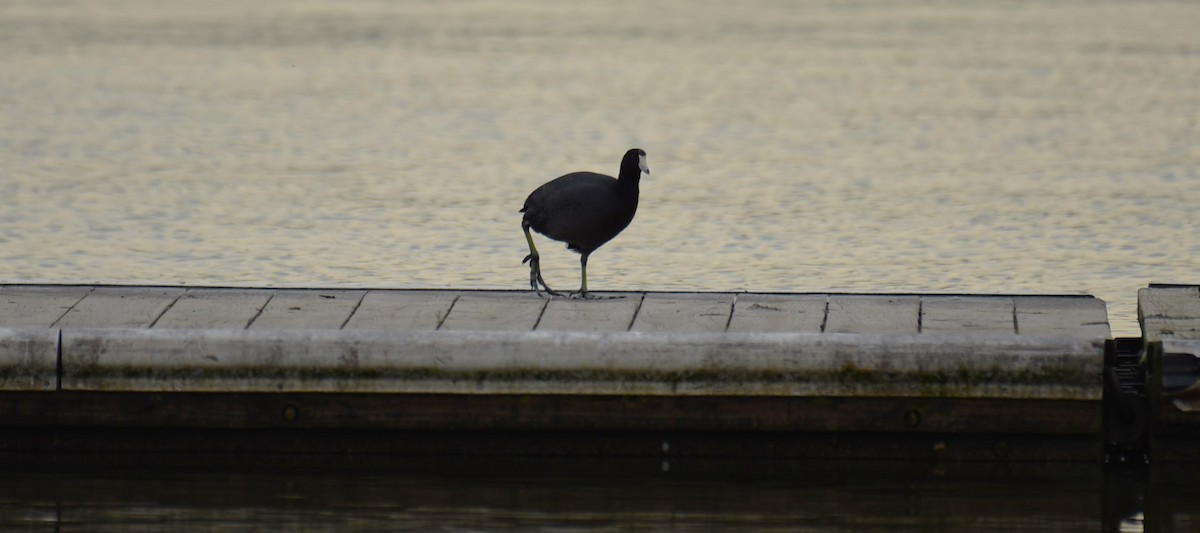 American Coot - ML633344753