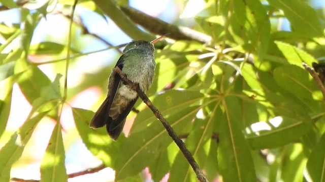 Versicolored Emerald - ML633344766