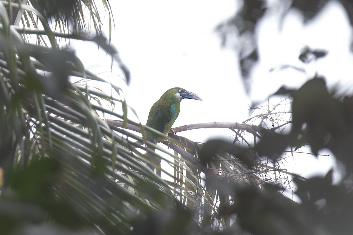 Blue-banded Toucanet - ML633344865