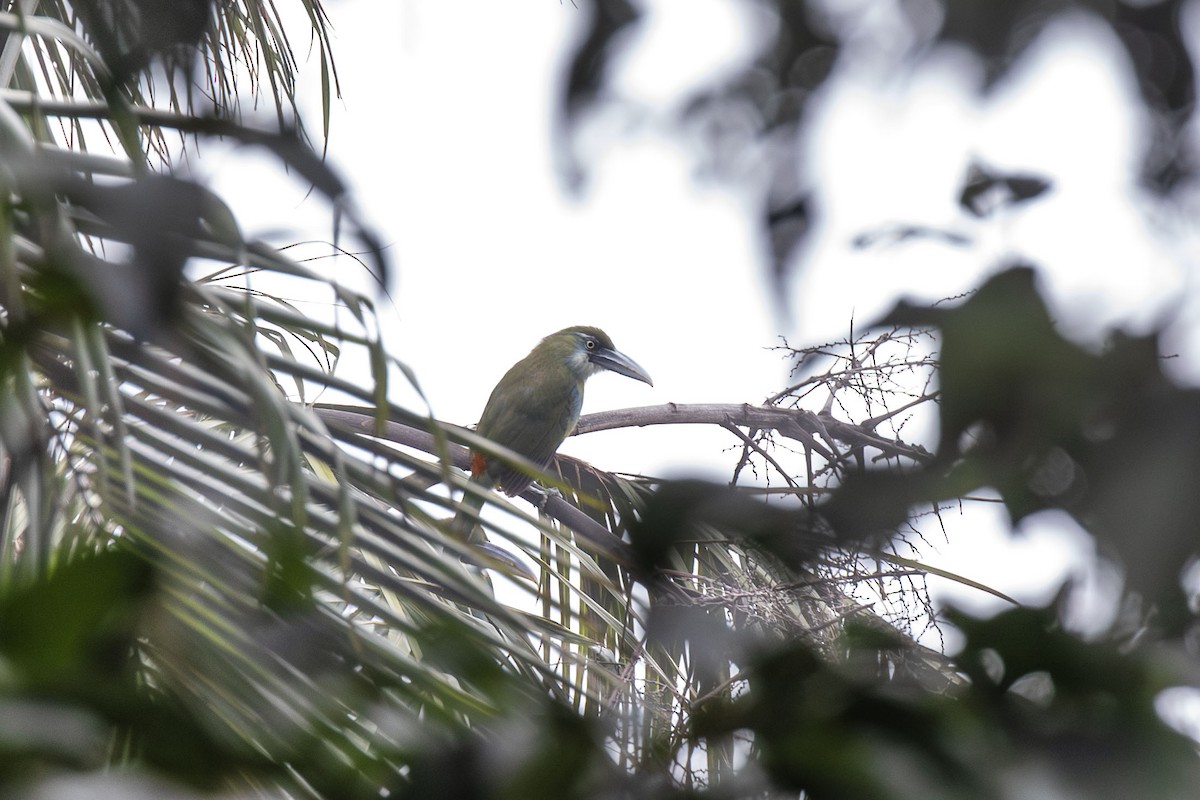 Blue-banded Toucanet - ML633344867