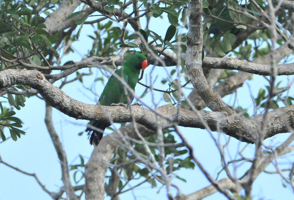 Papuan Eclectus - ML633344930