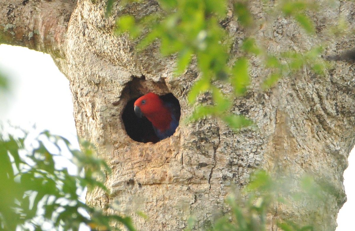 Papuan Eclectus - ML633344931